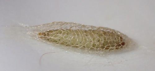 Réf. 200 094 : Acrolepiopsis assectella